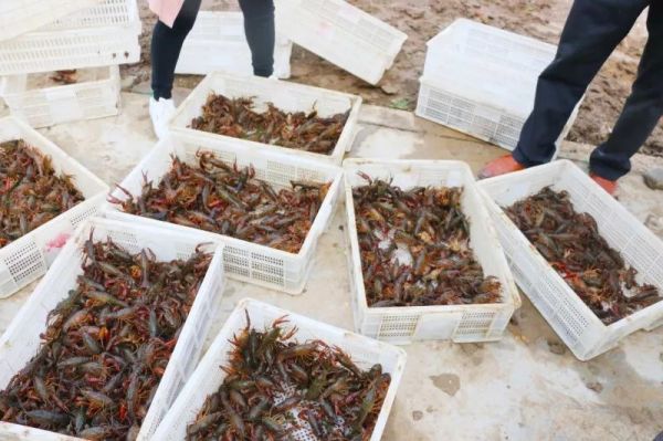 吃货200吨小龙虾,关庙镇小龙虾