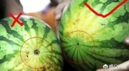 夏季吃瓜怎么挑,正确吃瓜指南教你怎么挑好瓜