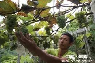 贵阳夏季鲜果采摘全攻略都在这了收好不谢