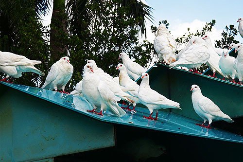广州南沙新万顷沙百万葵园,看100年的历史去广州