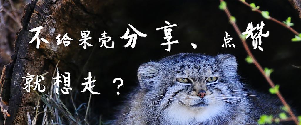 当一只企鹅感到寂寞时,它会X大地