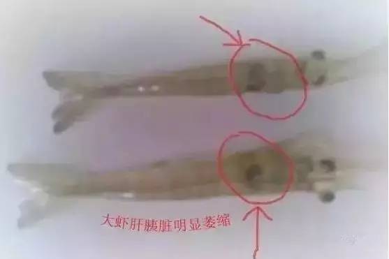 快看过来，虾“肝萎缩”原因及解决方案！