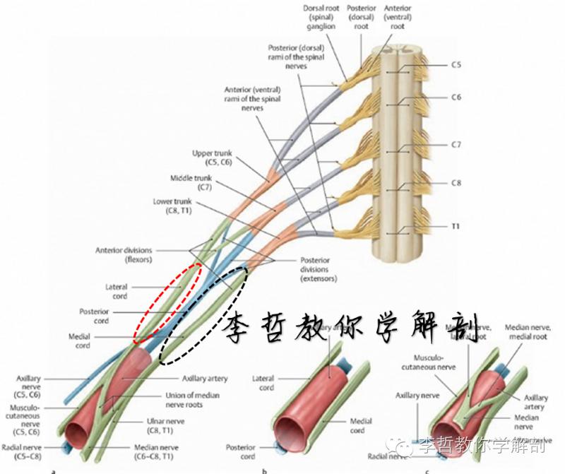 右正中神经在哪里,正中神经手部分支