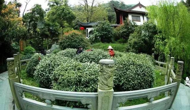 乾隆和陆羽的关系,与陆羽喝茶