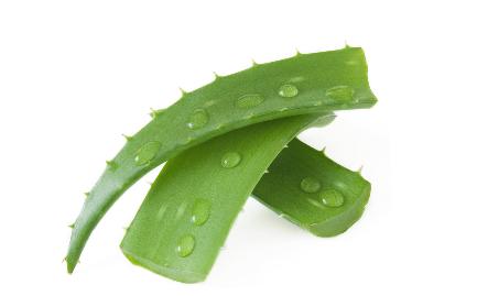 鲜芦荟能泡水喝吗有什么功效,新鲜芦荟可以泡水喝