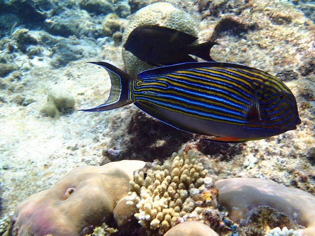 马尔代夫莉莉岛怎么玩,马尔代夫莉莉岛出海项目