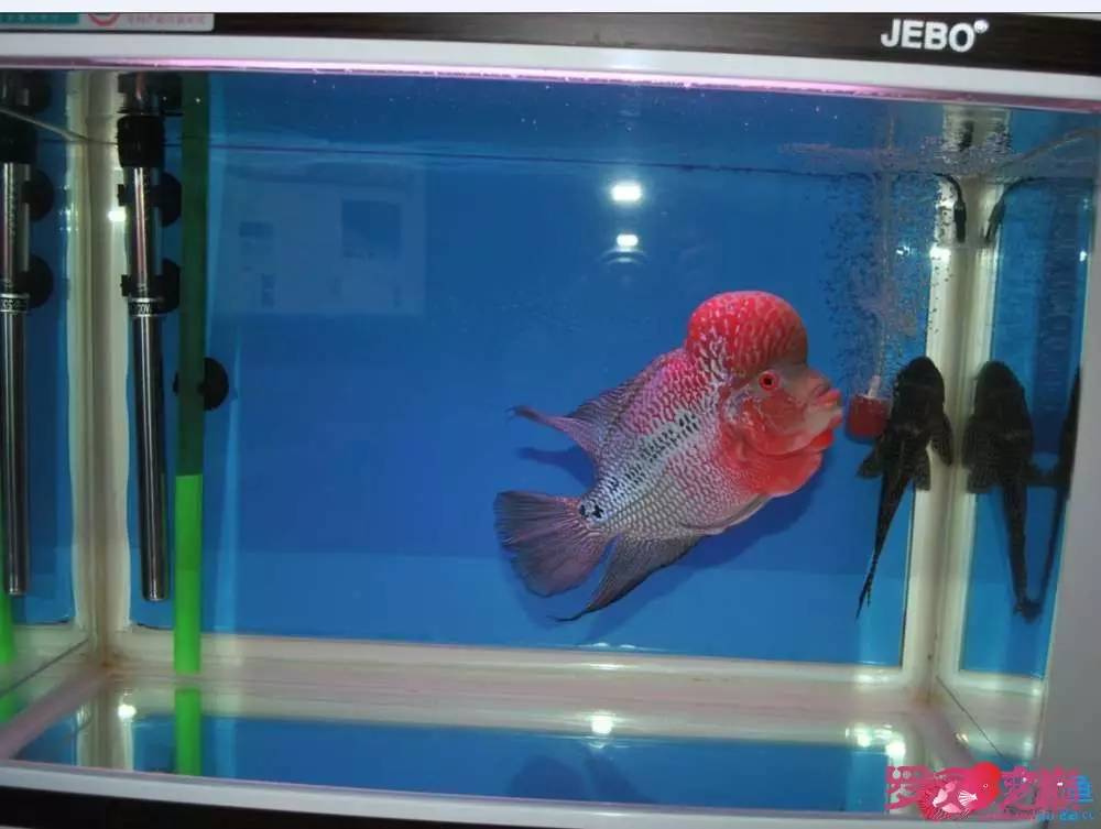 罗汉鱼烧尾用什么药好,罗汉鱼烧尾恢复过程