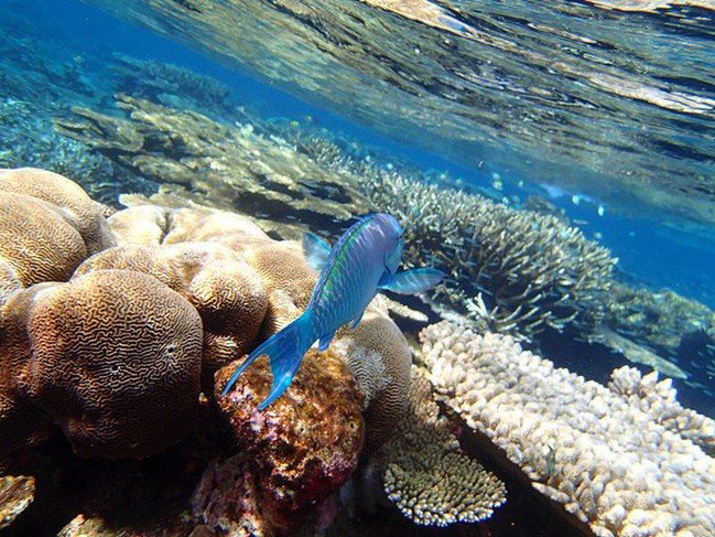 马尔代夫莉莉岛怎么玩,马尔代夫莉莉岛出海项目