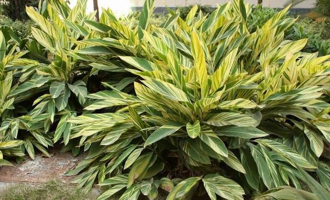 美得不行的月季图片,美得不行的月季