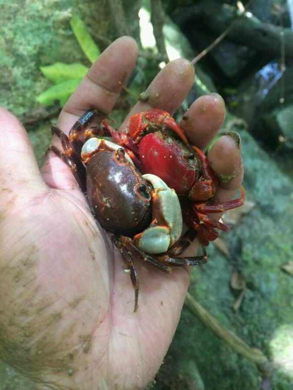 洞里发现玉石原石,洞里发现绿石