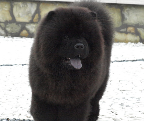 松狮霸气,松狮犬霸气视频