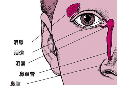 眼睛一直出眼屎是上火还是炎症,眼睛红有眼屎是哪里上火了么