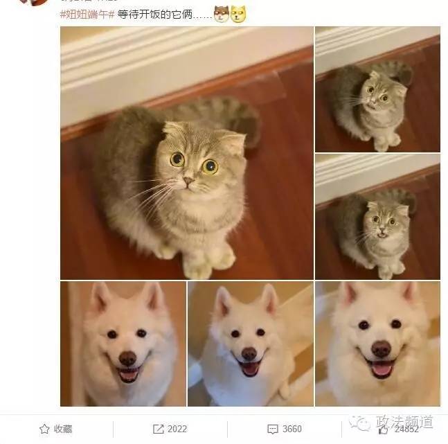 把狗买回家结果有病,购买宠物狗几天就死亡