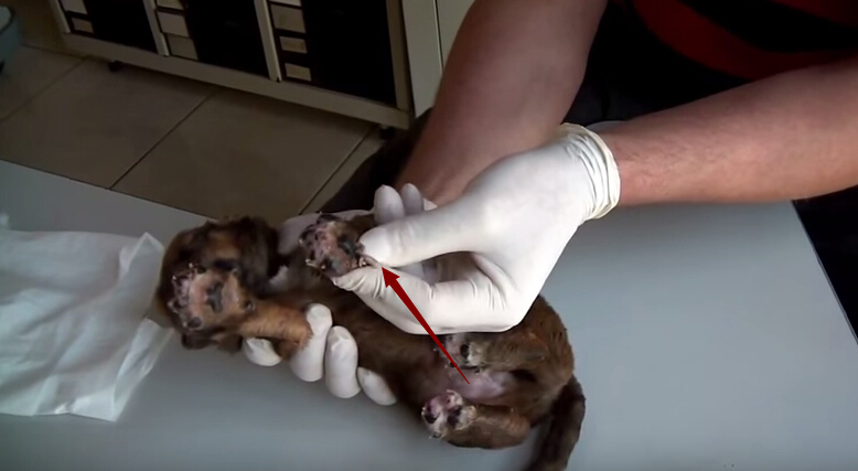 狗狗全身爬蛆还能活吗,狗狗刚出生被轧死