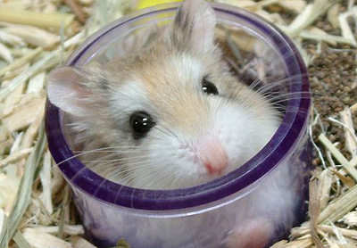 被兔子咬伤需要打狂犬病疫苗吗,家里养的兔子咬伤后要不要打疫苗