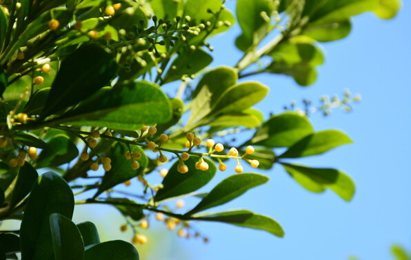想要养好花该怎么做,米兰花移植注意事项