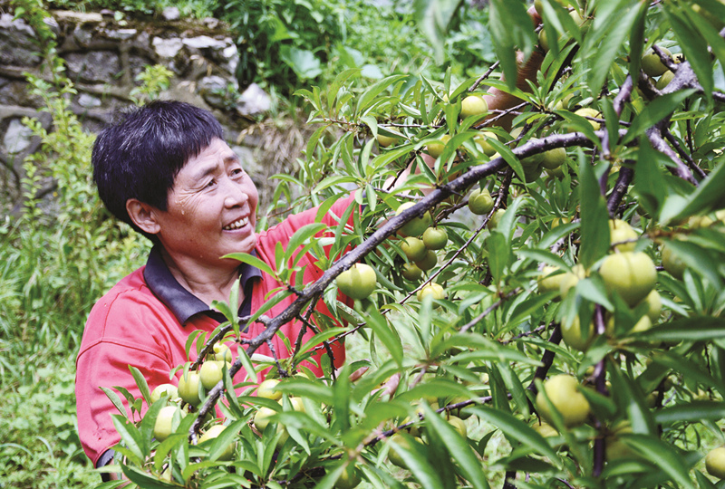 清镇酥李,贵阳特产之清镇酥李