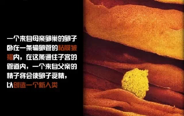 造人计划之前需要做的事,造人计划必须做的事