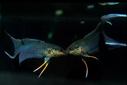 鱼缸清洁利器用什么鱼,实用鱼缸清洗工具大全图解