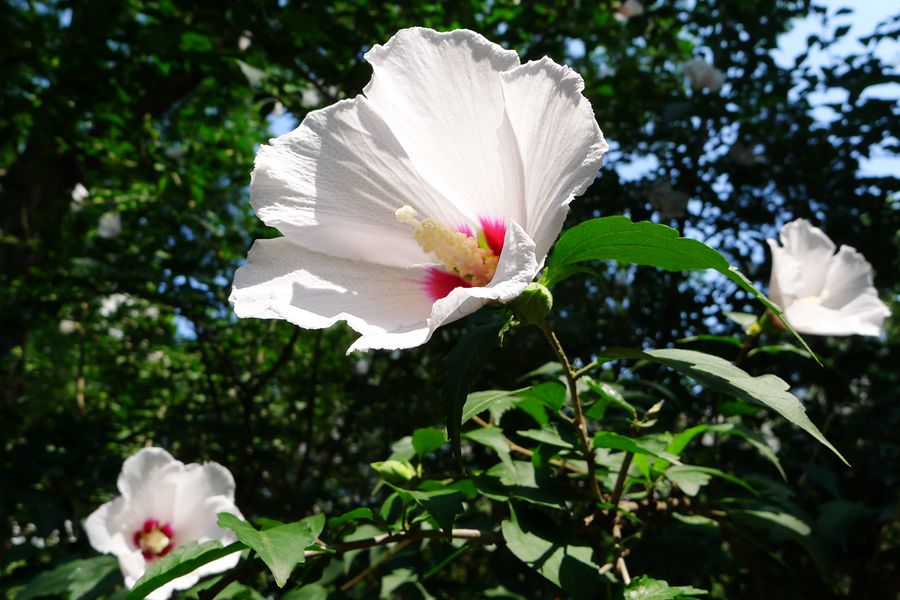 朝开暮落，转“蕣”即逝，植物里的人生况味