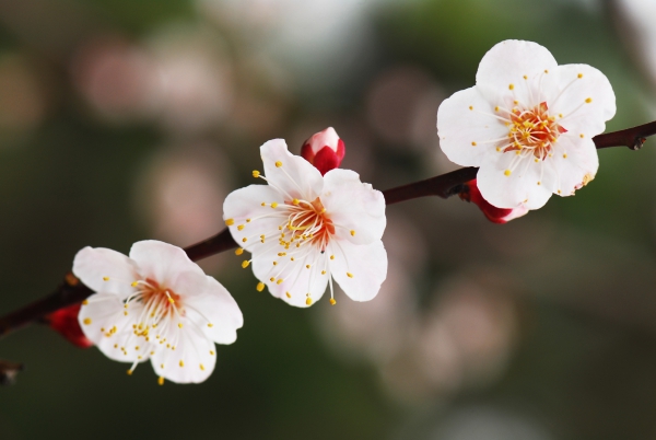 日本有樱花中国有什么花,日本有樱花还有什么花