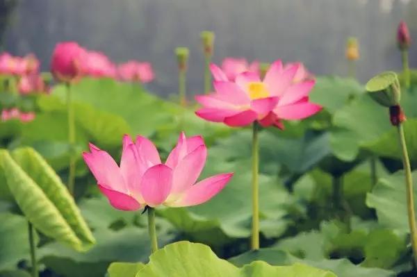 济宁微山湖荷花,济宁太白湖荷花现在开了吗