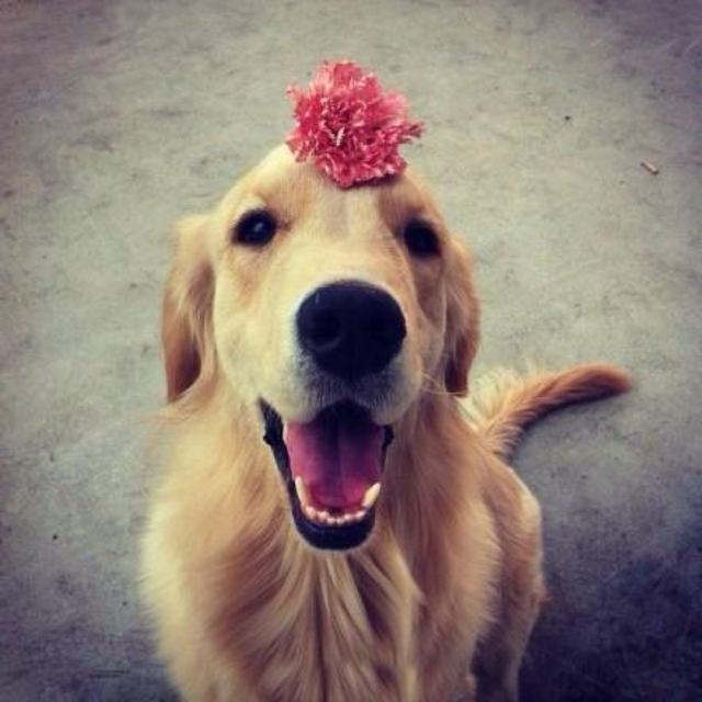 哪种小型犬适合宝宝养,有小孩还是可以养的萌犬