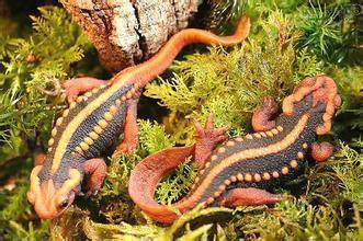 养蝾螈需注意什么哪种蝾螈最好养,观赏蝾螈怎么养才能养活