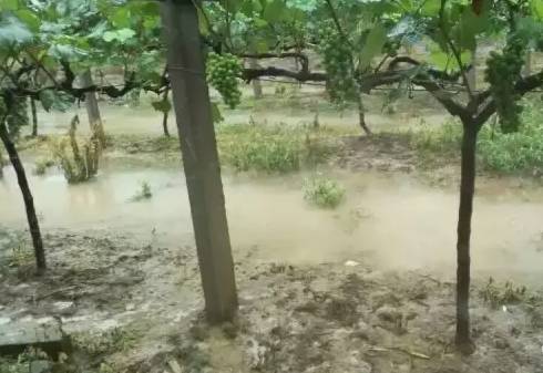 一篇文章搞懂勃艮第葡萄酒分级,葡萄日灼的原因及治疗方法