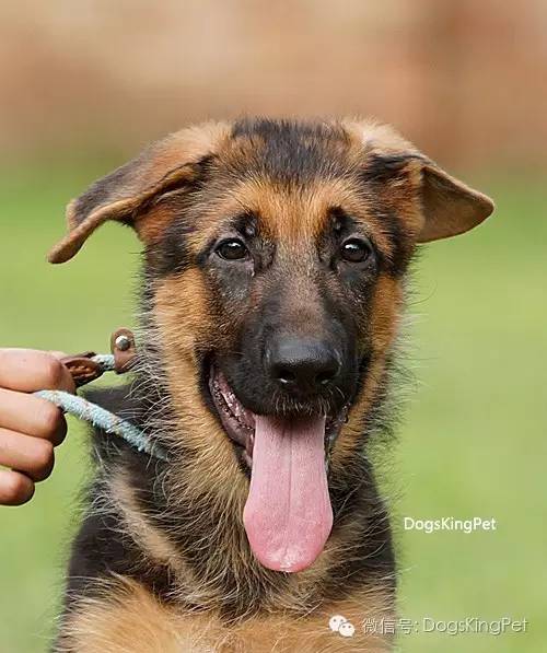 干将犬舍：魔力兹后代and皮诺后代