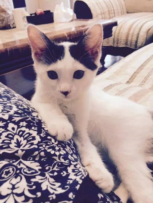 救助流浪猫狗视频,上海流浪猫狗救助中心