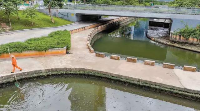 还你一个五星级的深圳湾!水质变清,小鱼小虾都回来啦