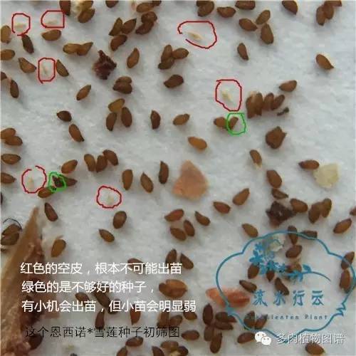 多肉紫玄月种子种上多少天能出苗,多肉只发芽不出苗是怎么回事