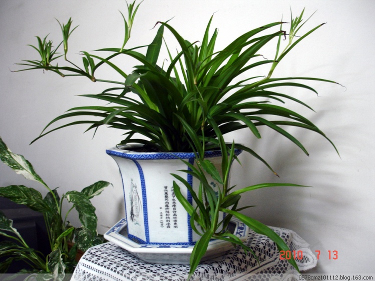 什么花属于吸毒植物,分享五款吸毒植物选盆搬回家吧