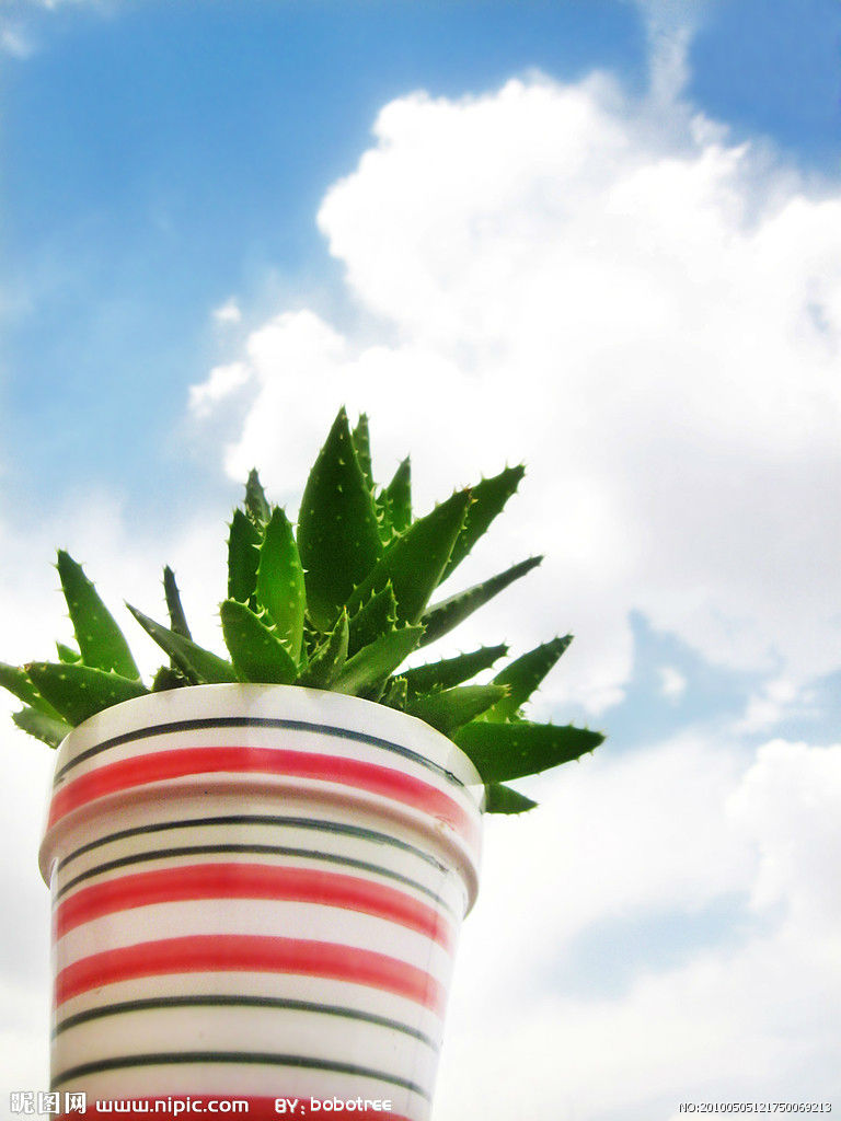 什么花属于吸毒植物,分享五款吸毒植物选盆搬回家吧