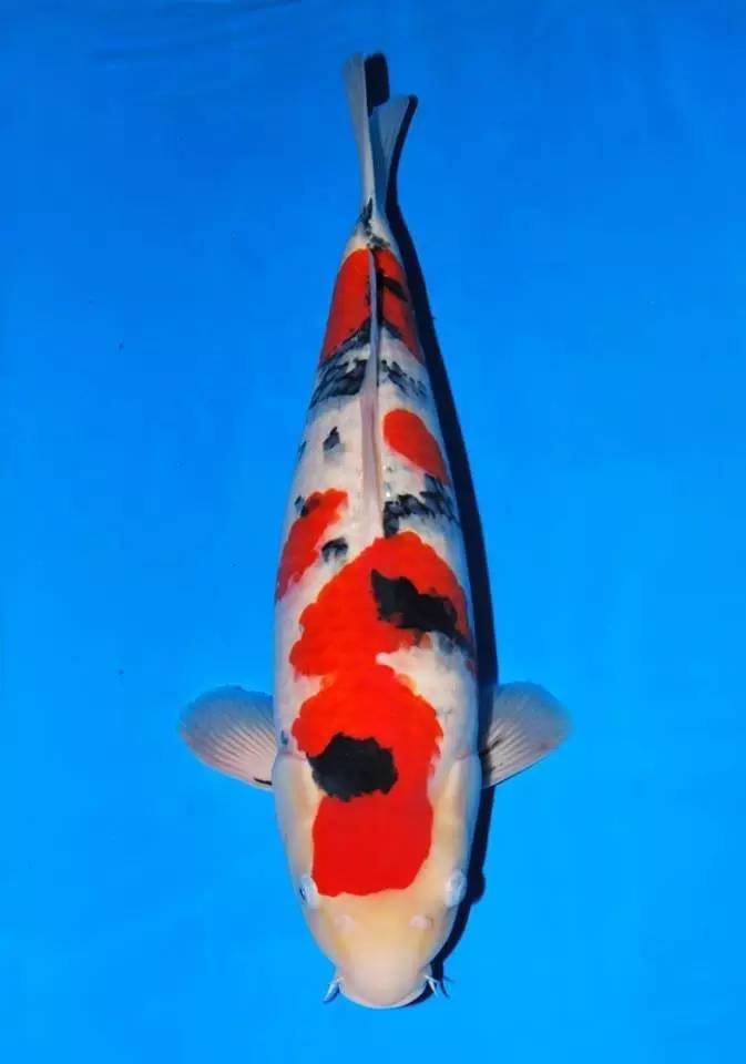 锦鲤养殖方法小视频,锦鲤的养殖方法和注意事项大全