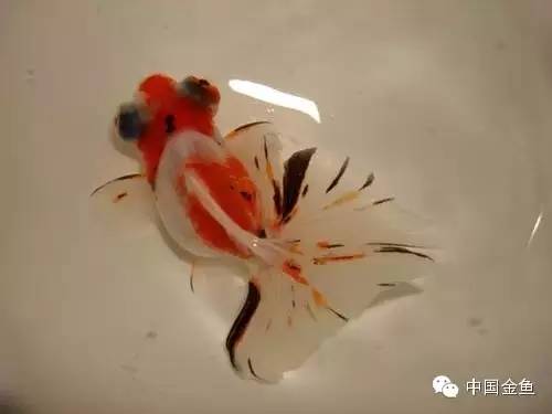 龙眼金鱼和蝶尾金鱼有什么区别,大尾金鱼品种图谱大全