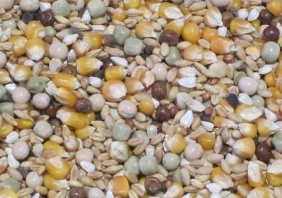 ​六大诀窍分享，盛夏时节巧防信鸽肠道疾病！