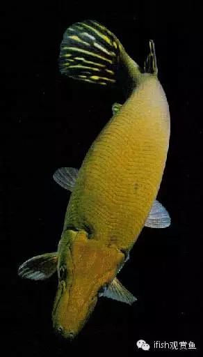 火箭鱼的生活习性,火箭鱼生活习性