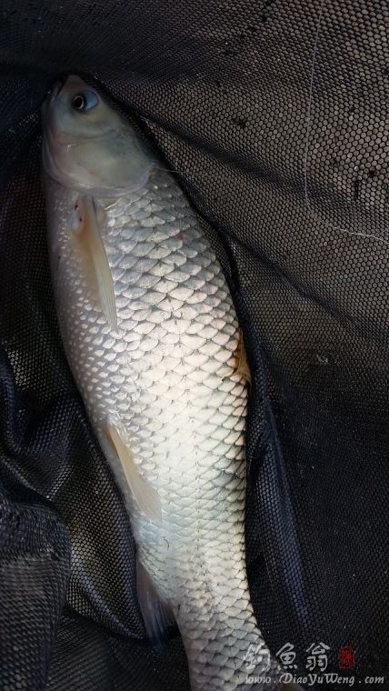 钓草鱼罗非鱼闹窝怎么办,准备钓黄蜂鱼