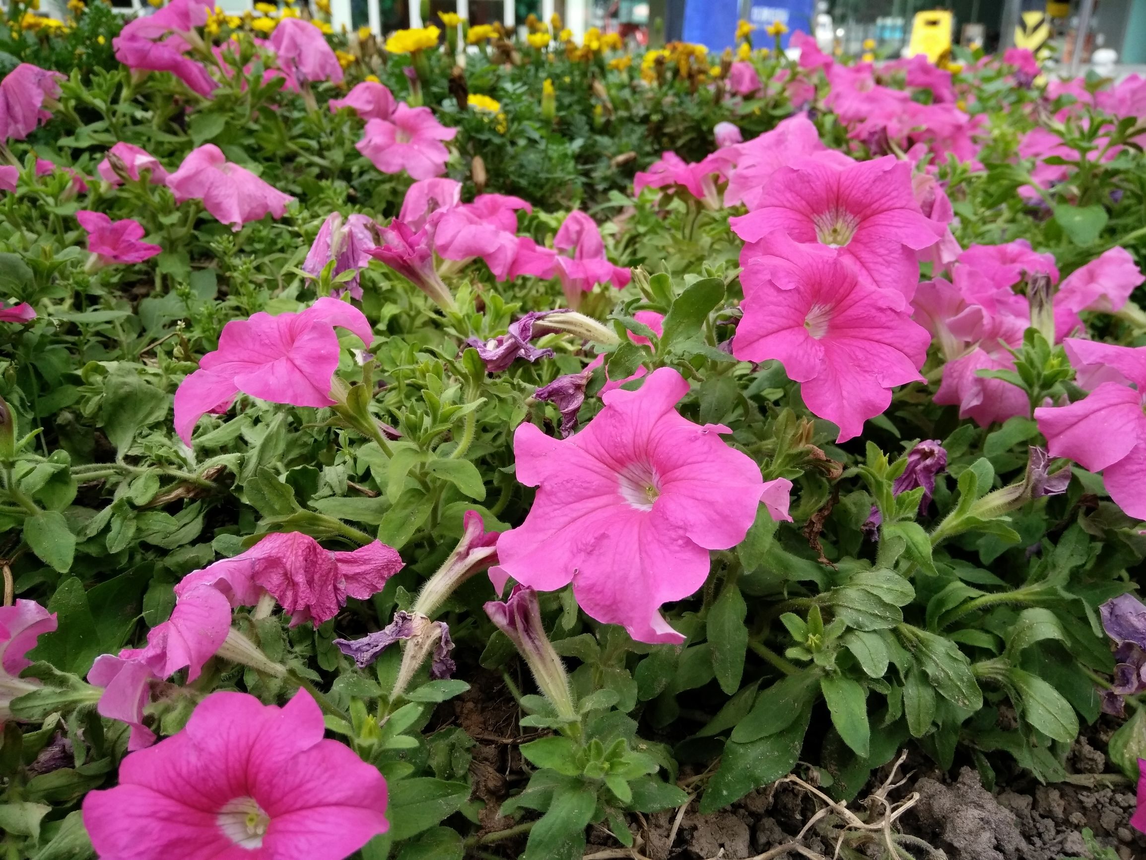 vivox7使用测评,vivox60tpro+评测