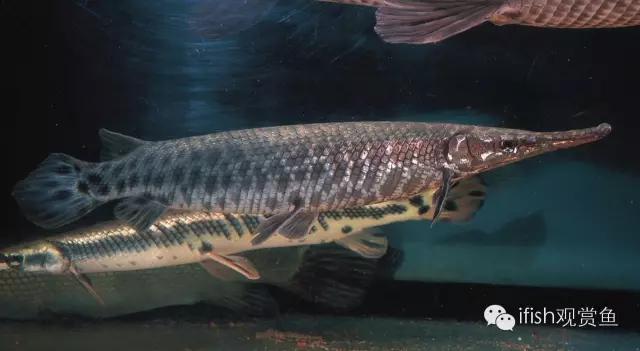 火箭鱼的生活习性,火箭鱼生活习性