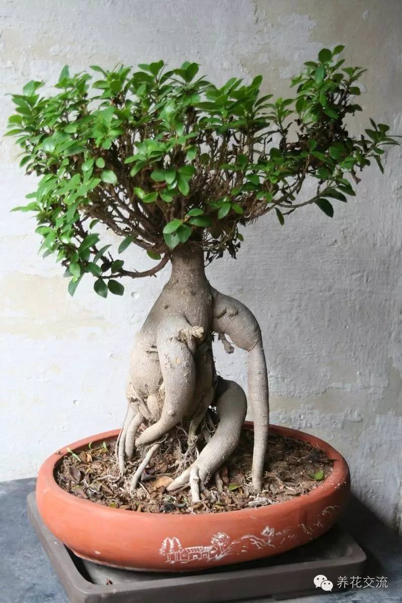 家庭的所有榕树盆栽,家庭养的榕树有什么品种