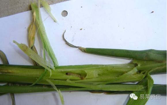 生姜种植技术书籍推荐,种生姜正确方法