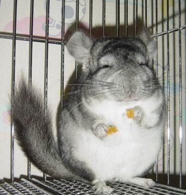 龙猫难养吗,龙猫为什么不适合养