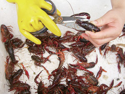 清洗龙虾的绝招,龙虾洗8遍了怎么感觉还脏