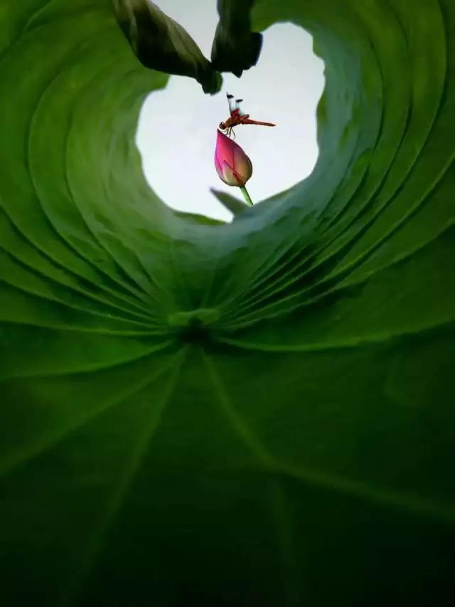 优秀手机摄影作品的五个要素,手机拍的作品