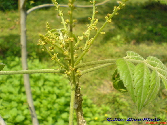 每日一药蛤蚧,每日一药郁金