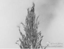 OLYMPUSPEN-F开发团队访谈