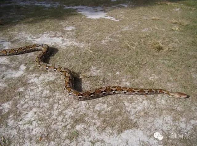 世界最长的蛇是泰坦巨蟒,世界上最长的蟒蛇